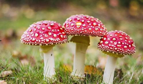 吃瓜爆料黑料蘑菇视频,蘑菇视频背后的黑料风云